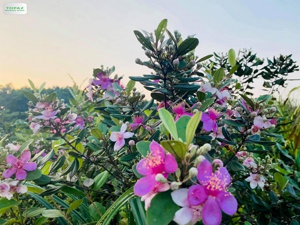 Mùa hè trên đảo Vĩnh Thực tràn ngập sắc tím của hoa sim