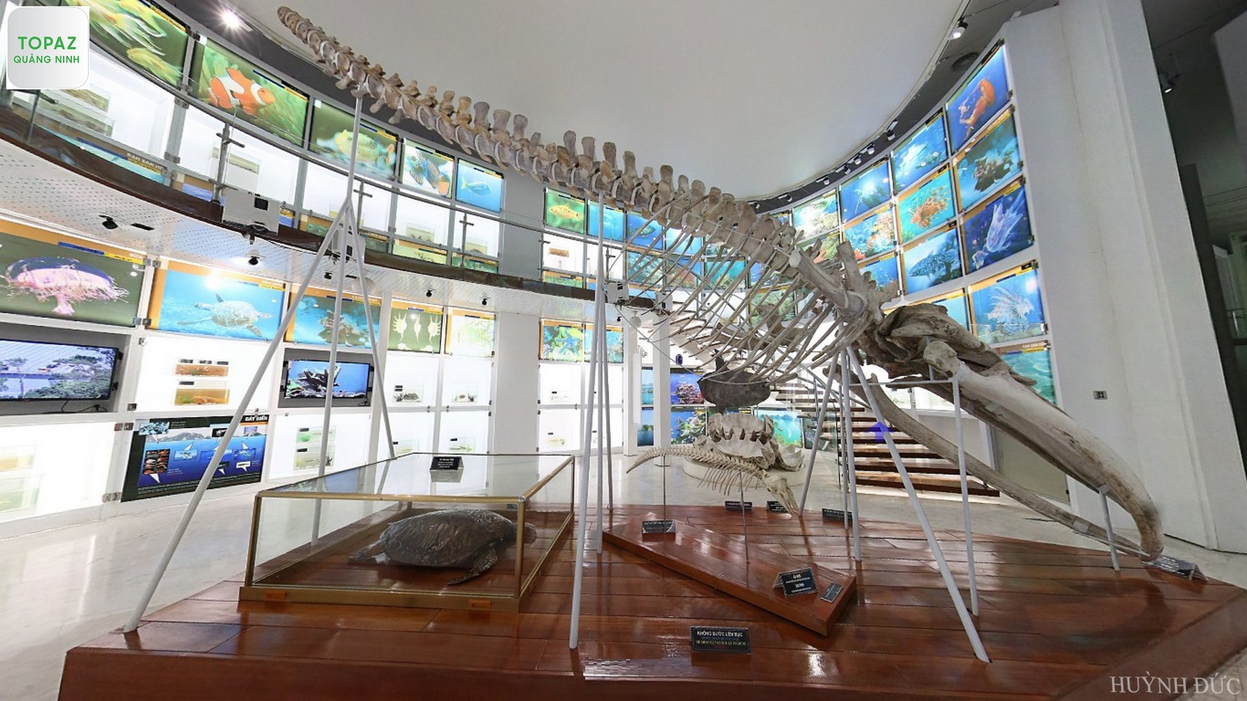 Bộ xương cá voi, cá mập và phía sau là màn hình đèn LED khổng lồ