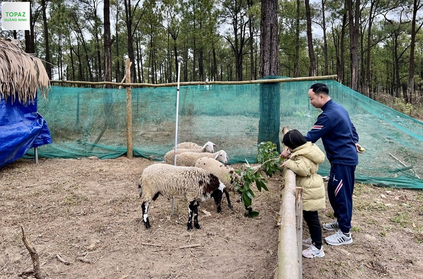 Tham quan khu nuôi cừu là một hoạt động du khách không nên bỏ qua