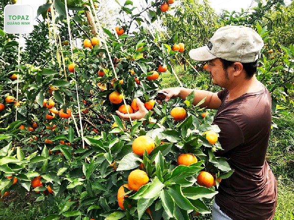 Vườn cam Đông Triều
