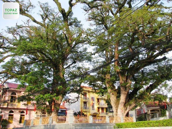 Hai cây lim cổ thụ chứng kiến bao thăng trầm của thị xã Quảng Yên