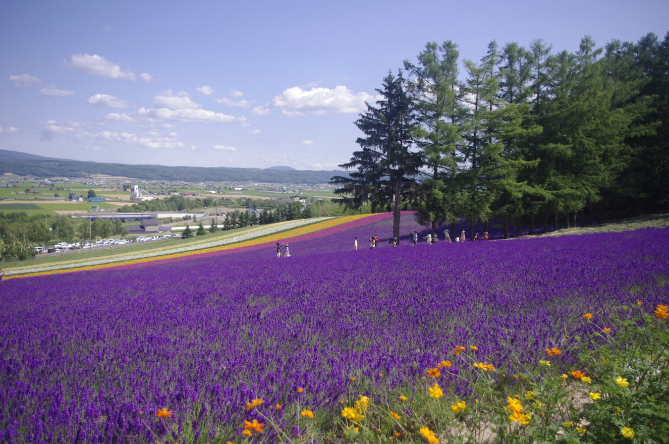 đồi hoa oải hương ở Hokkaido